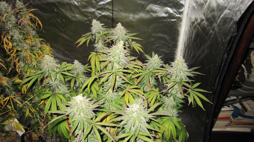 Gelatdos Jabb... My crossing.. Week 22 - Plant #3 - Don't understand quite what is going with the yellow leaves