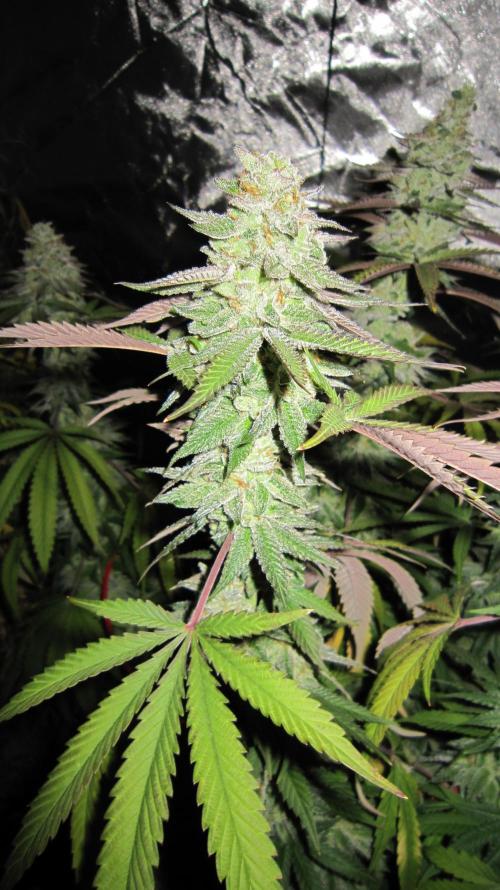 Gelatdos Jabb... My crossing.. Week 22 - Plant #3