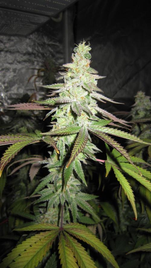 Gelatdos Jabb... My crossing.. Week 22 - Plant #3