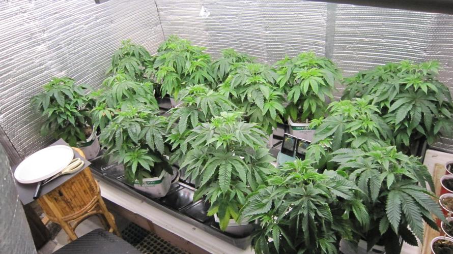 Runtz Mintz Cream by SnowShoe Joe. Week 7 - Runtz Mintz Cream - 16 plants from regular seeds.