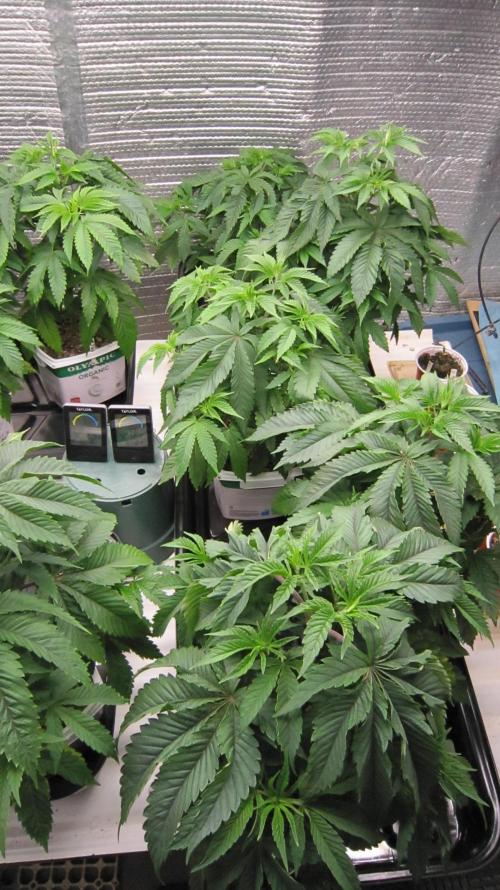 Runtz Mintz Cream by SnowShoe Joe. Week 7 - Got another large tray out for plants 1 to 5