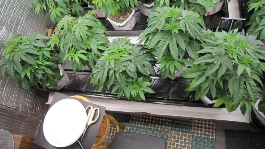 Runtz Mintz Cream by SnowShoe Joe. Week 7 - Plant 6 to 10