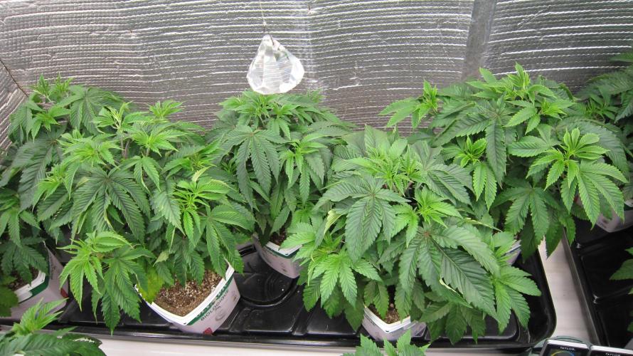 Runtz Mintz Cream by SnowShoe Joe. Week 7 - Plants 11 to 16