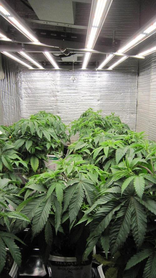 Runtz Mintz Cream by SnowShoe Joe. Week 7 - Mars Hydro Light. FC-4800