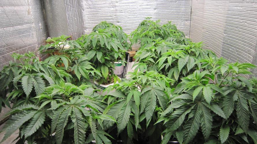 Runtz Mintz Cream by SnowShoe Joe. Week 7 - Group Shot.