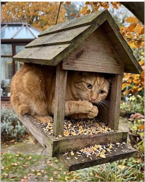 Runtz Mintz Cream by SnowShoe Joe. Week 7 - Crazy Cat thinks he's a Squirrel