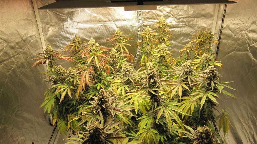 Gelatdos Jabb... My crossing.. Week 23 - Gelatdos Jabb - 3 Females from regular seeds - My Crossing.