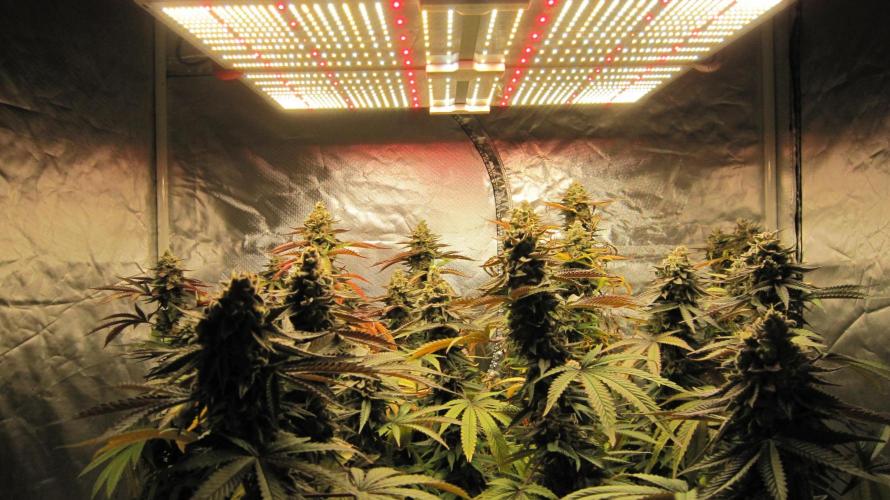 Gelatdos Jabb... My crossing.. Week 23 - Spider Farmer Light SF-4000