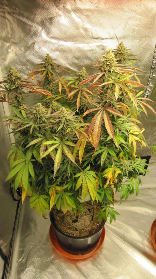 Gelatdos Jabb... My crossing.. Week 23 - Plant #1