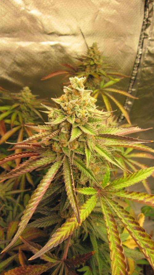 Gelatdos Jabb... My crossing.. Week 23 - Plant #1