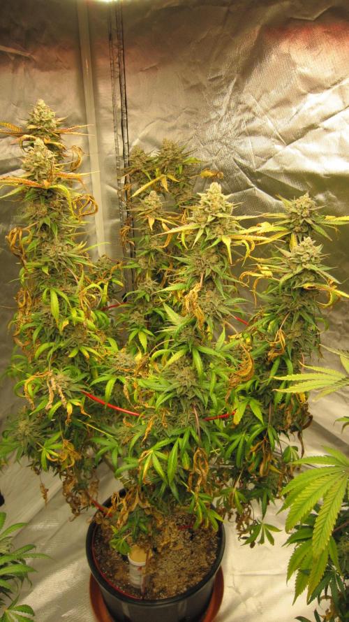 Gelatdos Jabb... My crossing.. Week 23 - Plant #2 Figured out why this plant has alot of brown leaves...
