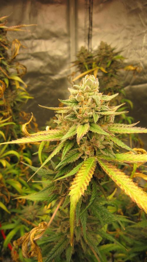 Gelatdos Jabb... My crossing.. Week 23 - Plant #2 This plant has 50% amber trichomes (resin) so it finished