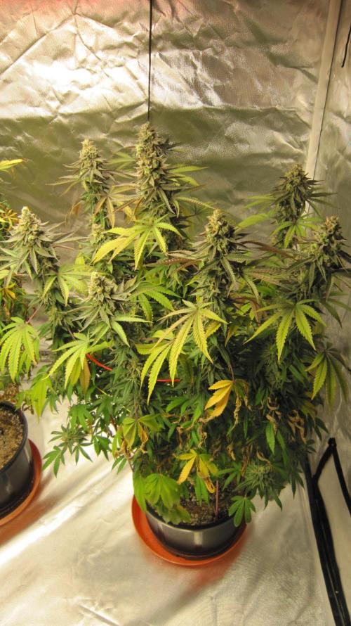 Gelatdos Jabb... My crossing.. Week 23 - Plant #3
