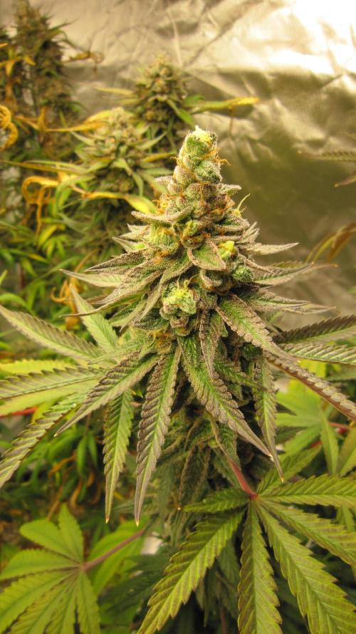 Gelatdos Jabb... My crossing.. Week 23 - Plant #3