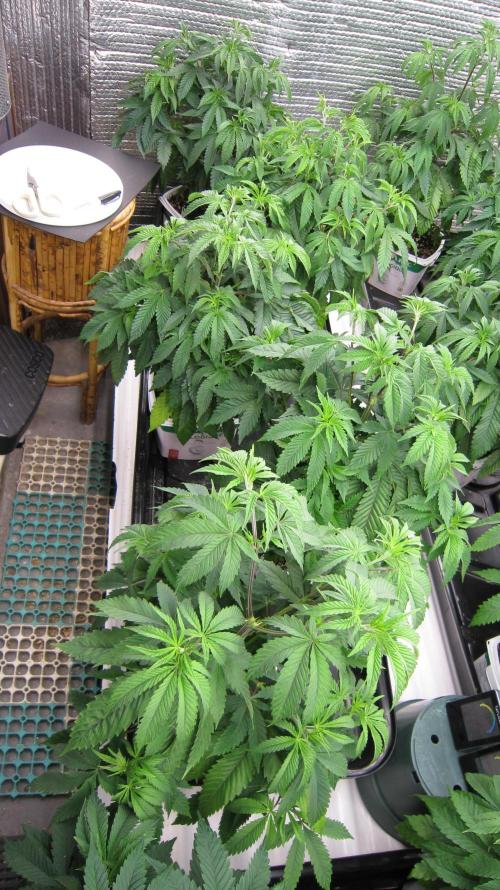 Runtz Mintz Cream by SnowShoe Joe. Week 8 - Females 1 to 5