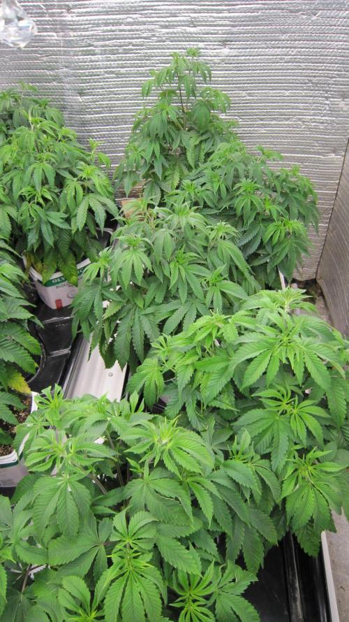 Runtz Mintz Cream by SnowShoe Joe. Week 8 - Females 6 to10