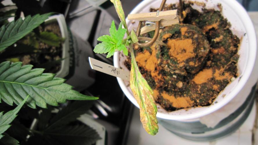Runtz Mintz Cream by SnowShoe Joe. Week 8 - Started this seed at the same time, It finally wants to grow. It a MAC.