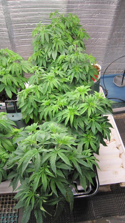 Runtz Mintz Cream by SnowShoe Joe. Week 8 - The male tray.