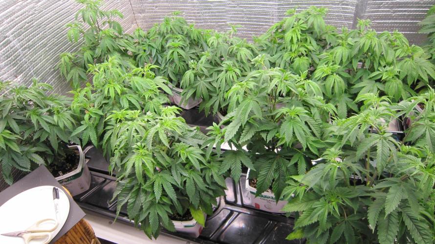 Runtz Mintz Cream by SnowShoe Joe. Week 8 - 10 Females. Man? I started these regular seeds to find a good male for breeding