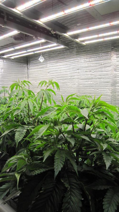 Runtz Mintz Cream by SnowShoe Joe. Week 8 - Mars Hydro Light - FC-4800