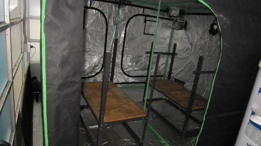 Runtz Mintz Cream by SnowShoe Joe. Week 8 - Got a new 10x10 tent