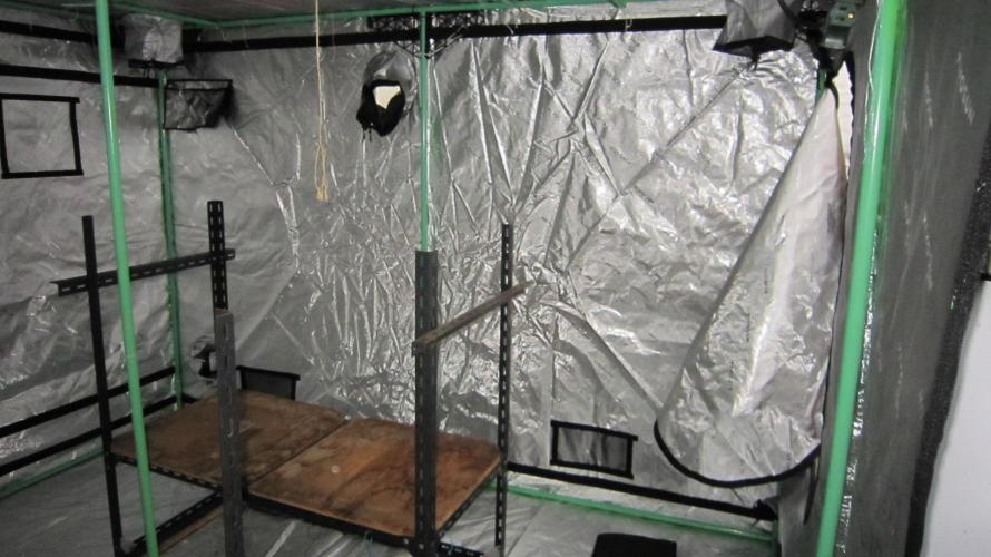 Runtz Mintz Cream by SnowShoe Joe. Week 8 - I roll back the roof and let down the walls each day.