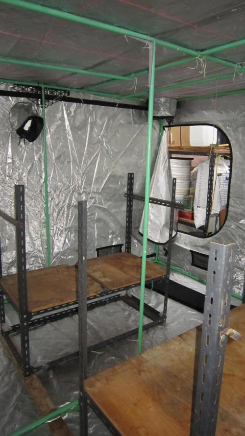 Runtz Mintz Cream by SnowShoe Joe. Week 8 - That way I can have the lights on before and after for a 18 hour day.