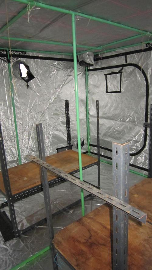 Runtz Mintz Cream by SnowShoe Joe. Week 8 - Got to hook everything back up.
I want to get these plants in here in a week.