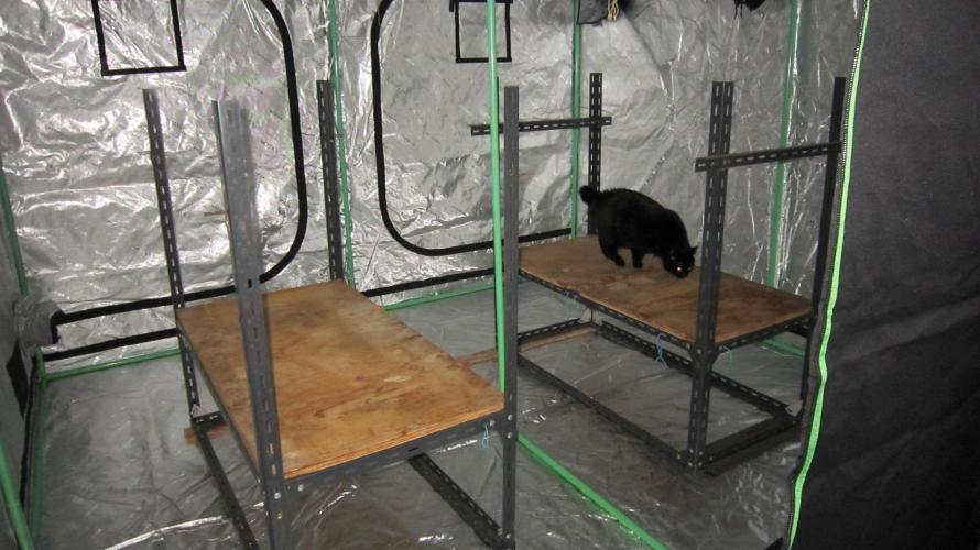 Runtz Mintz Cream by SnowShoe Joe. Week 8 - My helper is helping.