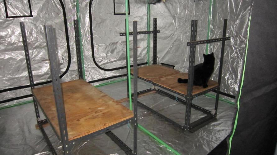 Runtz Mintz Cream by SnowShoe Joe. Week 8 - Checking out the roof.