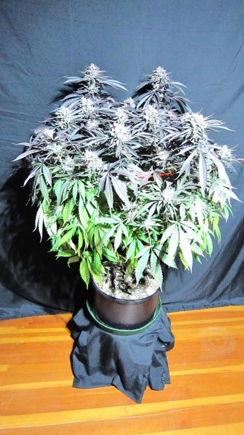 💪🔥⚡ Hulk OG - by IZI. Week 23 - Right out of the tent. Fanleaves on