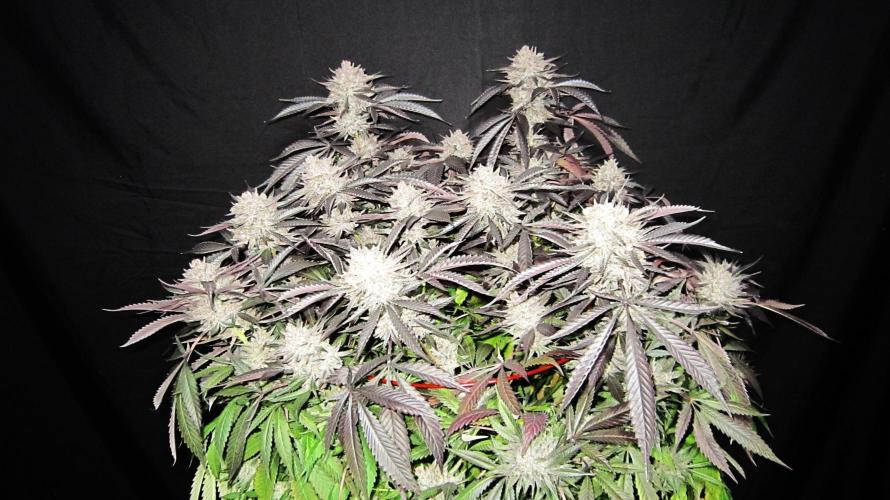 💪🔥⚡ Hulk OG - by IZI. Week 23 - Frosty, White, Top Buds