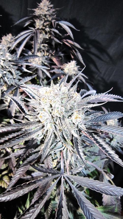 💪🔥⚡ Hulk OG - by IZI. Week 23 - Hard buds