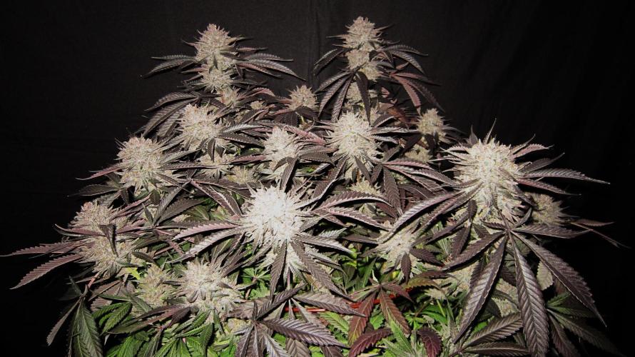 💪🔥⚡ Hulk OG - by IZI. Week 23 - Purple shine through.