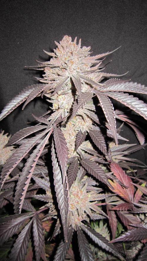 💪🔥⚡ Hulk OG - by IZI. Week 23 - Fanleaves still on