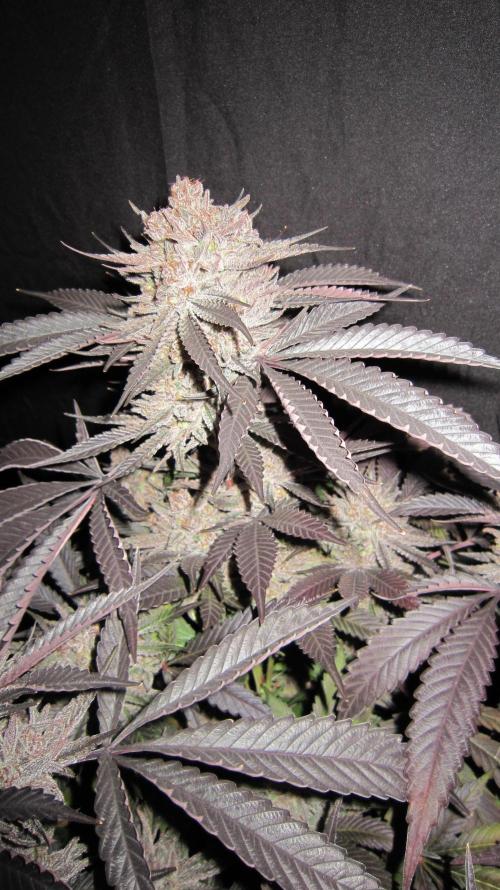 💪🔥⚡ Hulk OG - by IZI. Week 23 - Huge fan leaves