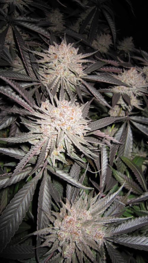 💪🔥⚡ Hulk OG - by IZI. Week 23 - Round buds