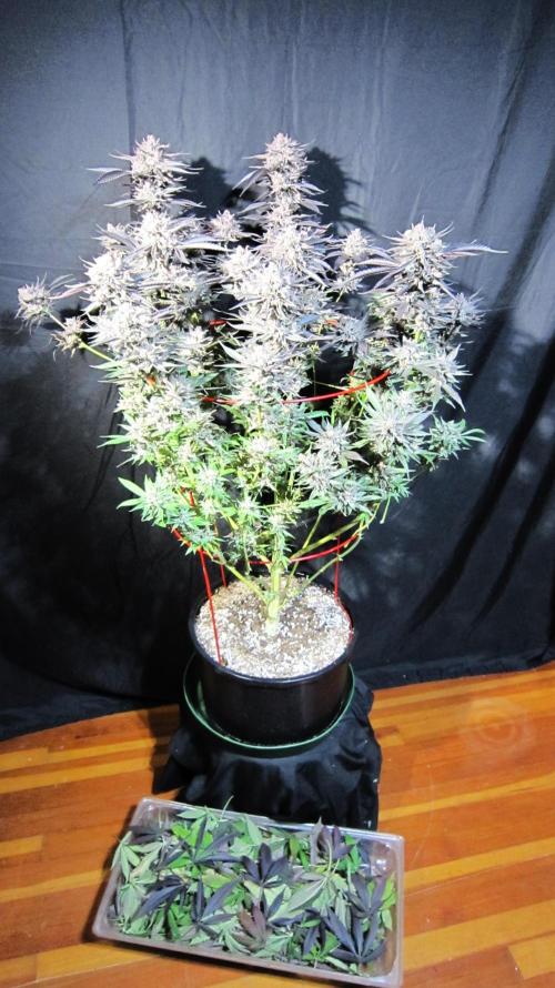 💪🔥⚡ Hulk OG - by IZI. Week 23 - Fanleaves cut off.