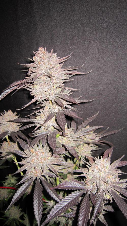 💪🔥⚡ Hulk OG - by IZI. Week 23 - Now I can see the buds.