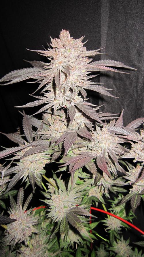 💪🔥⚡ Hulk OG - by IZI. Week 23 - Everything looks frosty.