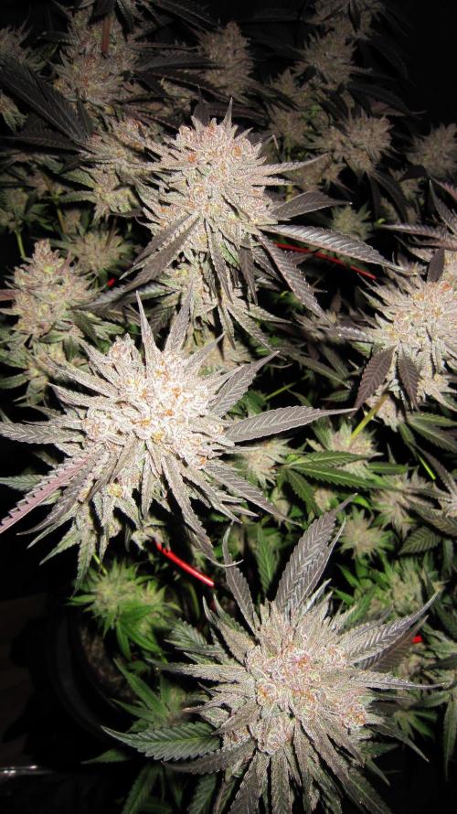 💪🔥⚡ Hulk OG - by IZI. Week 23 - Took off all the fanleaves I could reach the scissors
