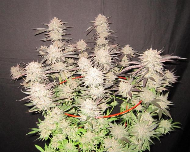 💪🔥⚡ Hulk OG - by IZI. Week 23 - That red tomato cage sure stands out