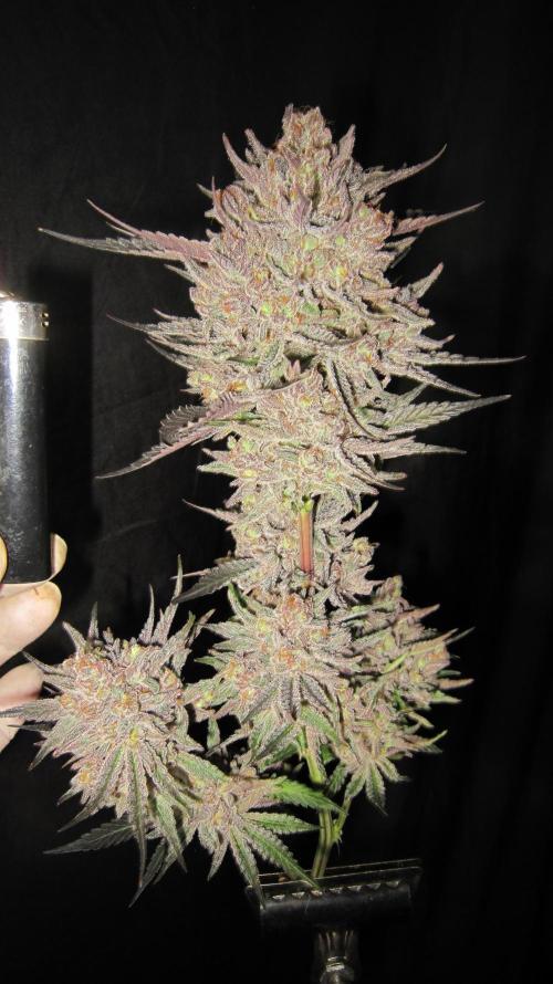 💪🔥⚡ Hulk OG - by IZI. Week 23 - On the tripod for the good shots