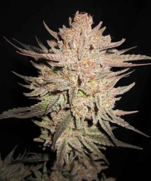 💪🔥⚡ Hulk OG - by IZI. Week 23 - Great Looking Buds.