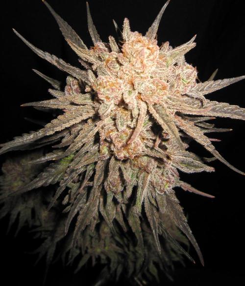 💪🔥⚡ Hulk OG - by IZI. Week 23 - Thick and Round Buds