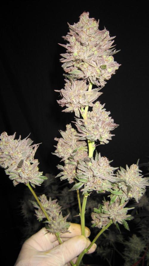 💪🔥⚡ Hulk OG - by IZI. Week 23 - Some trimmed Buds