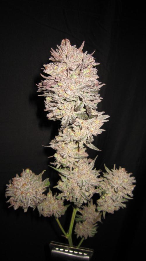 💪🔥⚡ Hulk OG - by IZI. Week 23 - Frosty.