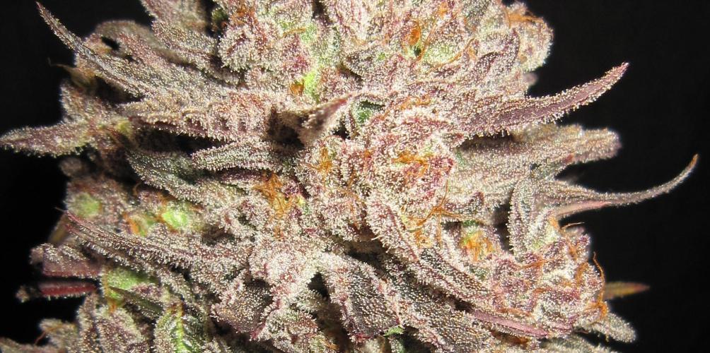 💪🔥⚡ Hulk OG - by IZI. Week 23 - Lots of resin there