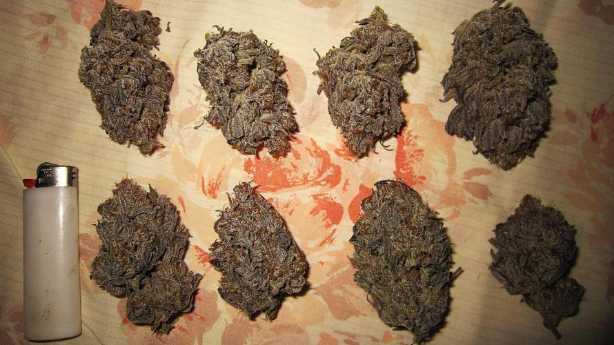 💪🔥⚡ Hulk OG - by IZI. Week 23 - Some big, dry, top buds.