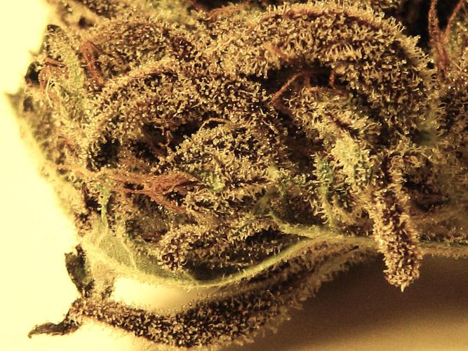 💪🔥⚡ Hulk OG - by IZI. Week 23 - Resin Shot
